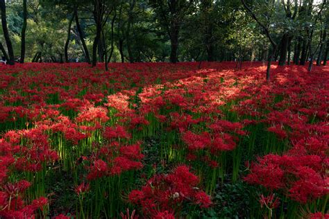 彼岸花 開花|彼岸花の名所42選！有名な群生地や各地の隠れスポッ。